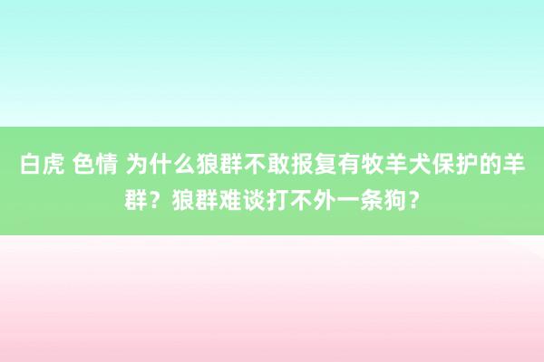 白虎 色情 为什么狼群不敢报复有牧羊犬保护的羊群？狼群难谈打不外一条狗？